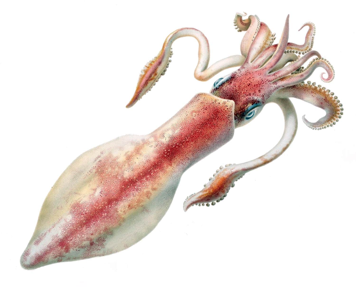 Le calamar, cet animal méconnu | Formations de Vincent Poulailleau