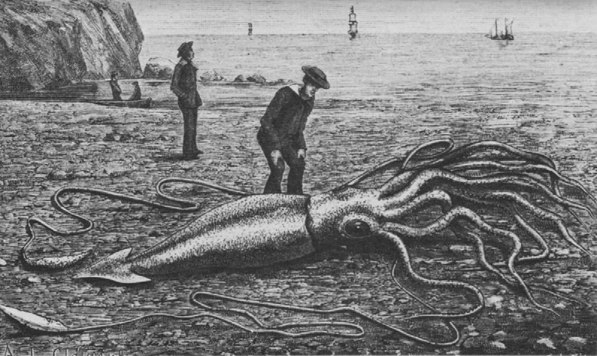 Gravure d'un calamar géant échoué en 1877 sur la baie Trinity, à Terre-Neuve
